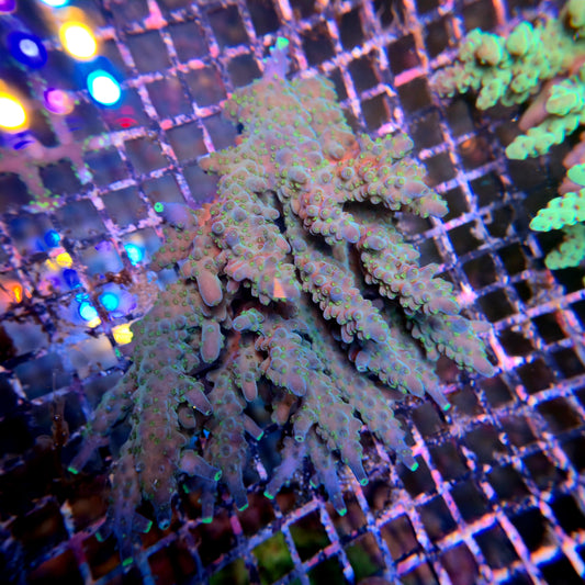 Aussie SPS Colony - Coral Farm Kuwait