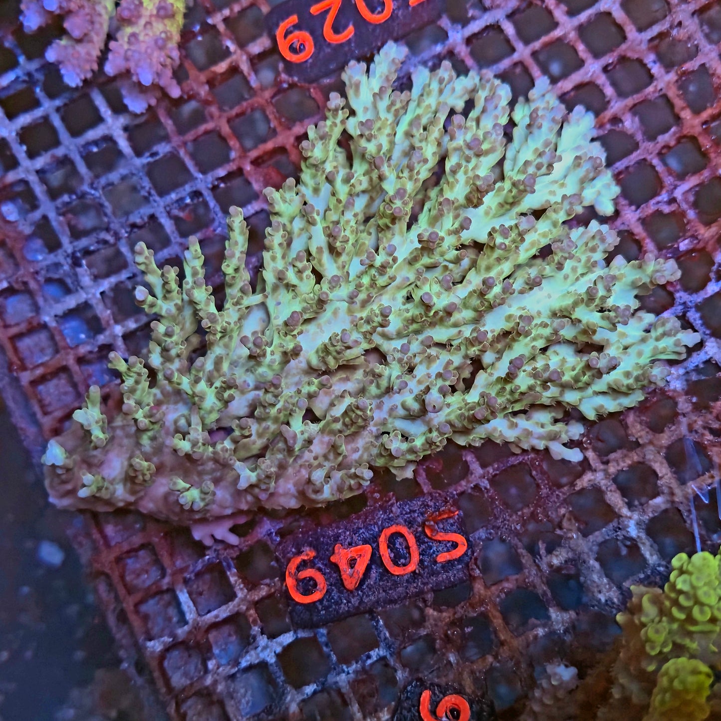 Australian SPS S049