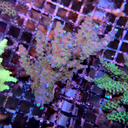 Aussie SPS Colony - Coral Farm Kuwait