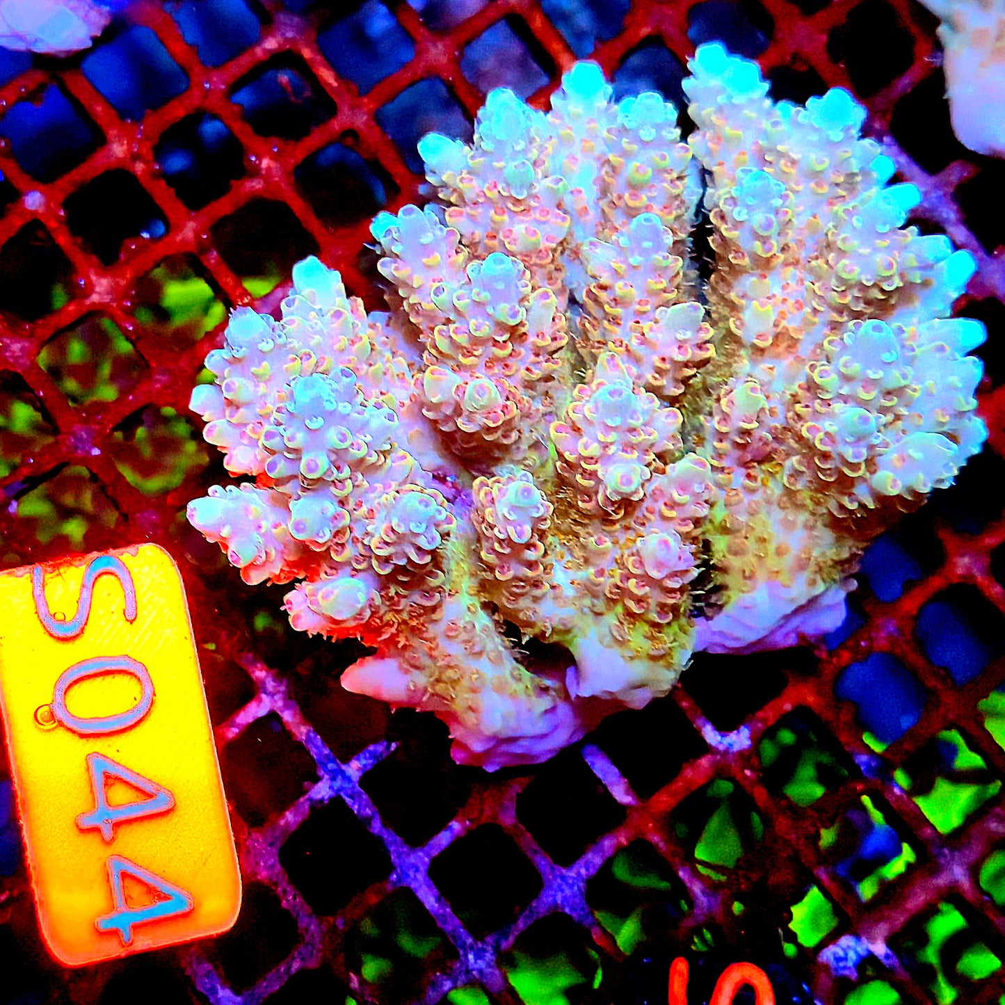 Australian SPS S044 YELLOW