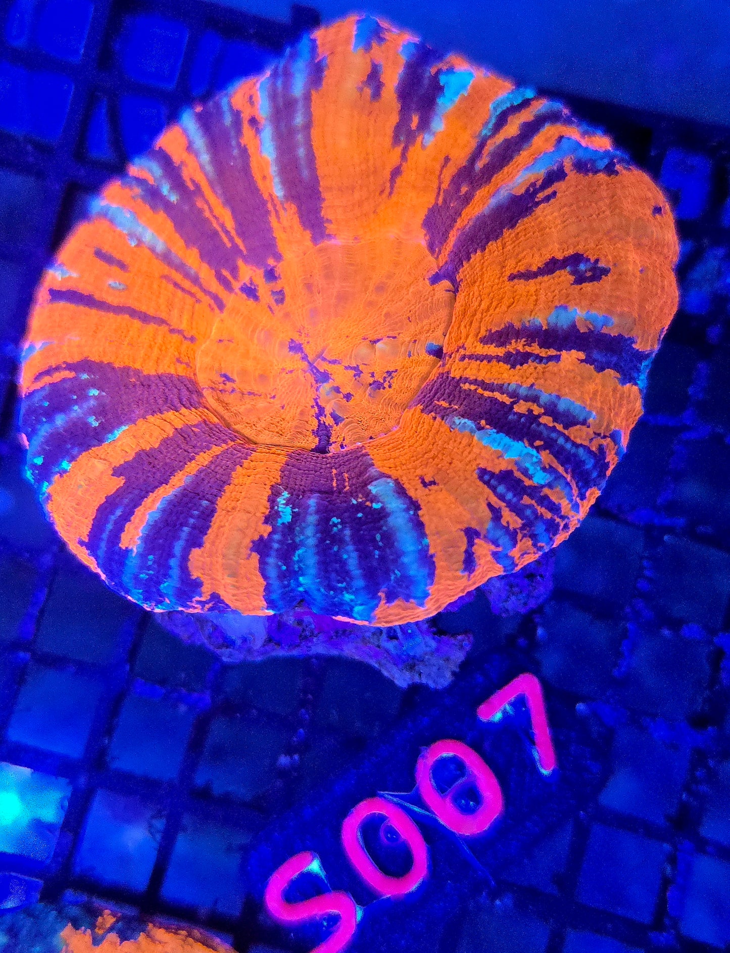Scolymia Australis s007