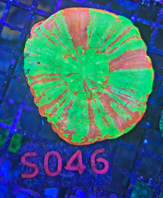Scolymia Australis s046