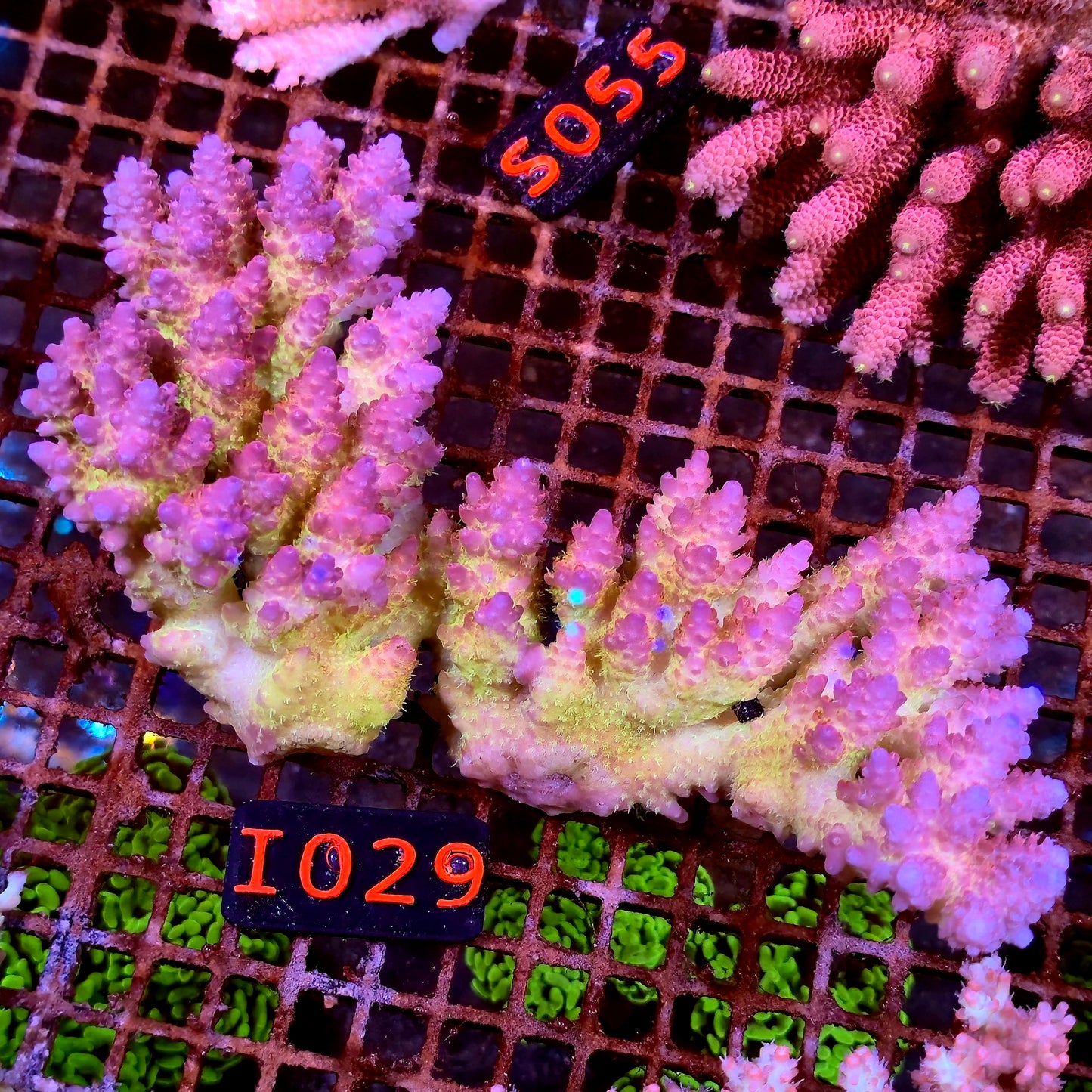Australian SPS I029