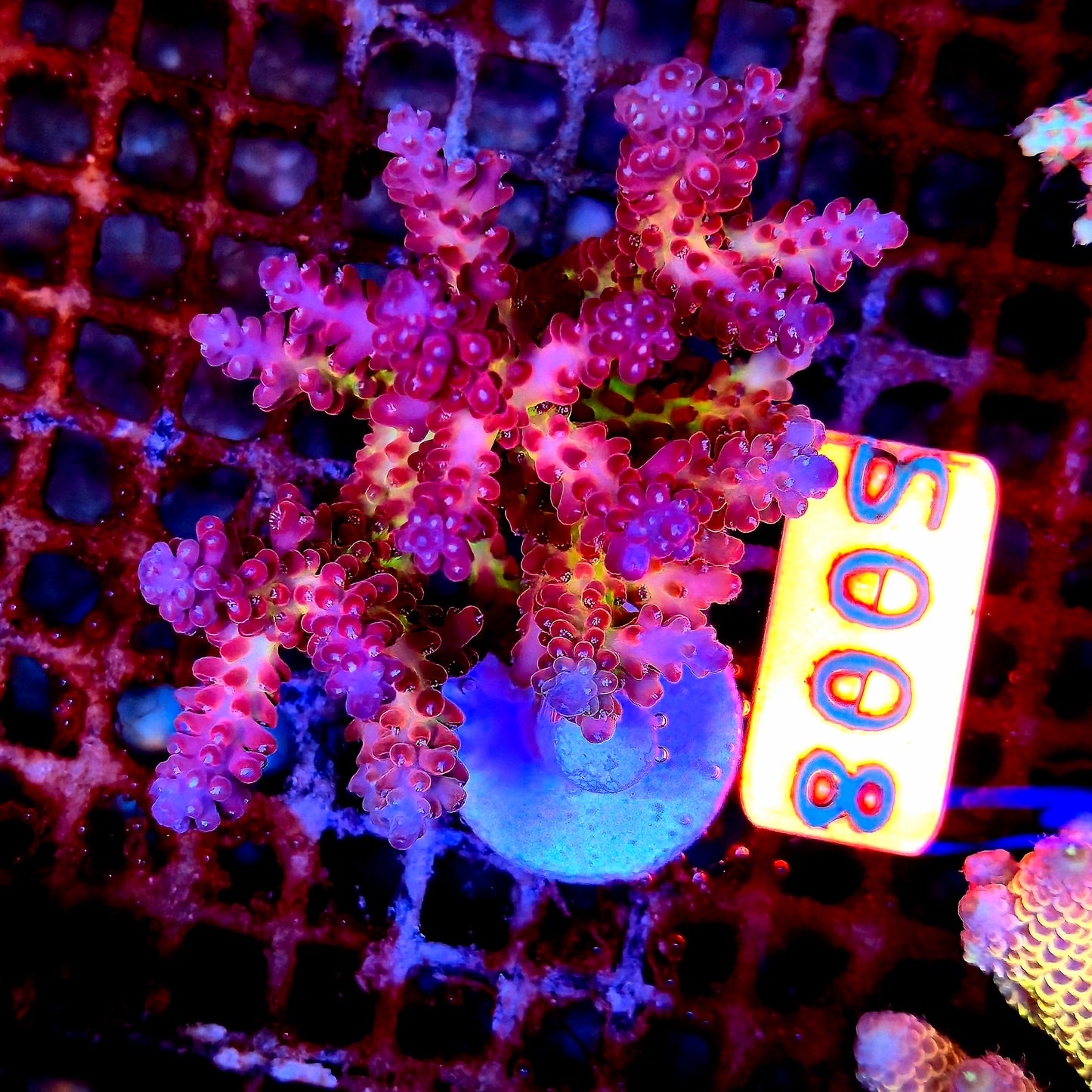 Australian SPS S008