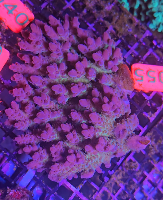 Australian SPS Colony s055p
