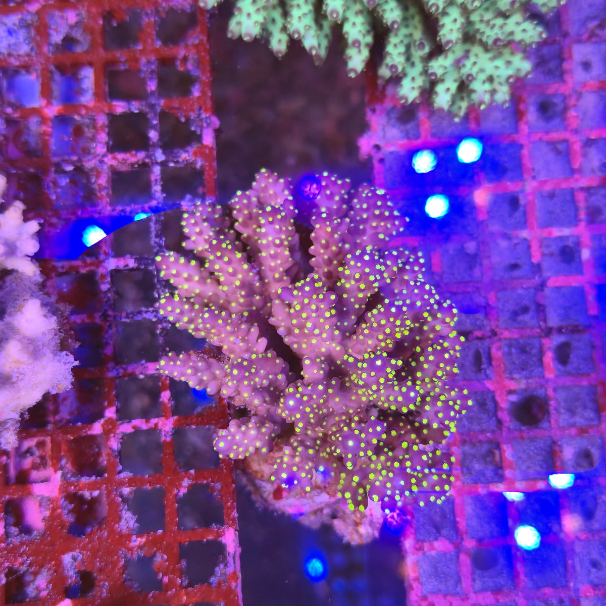 Australian Acropora tricolor Colony D2