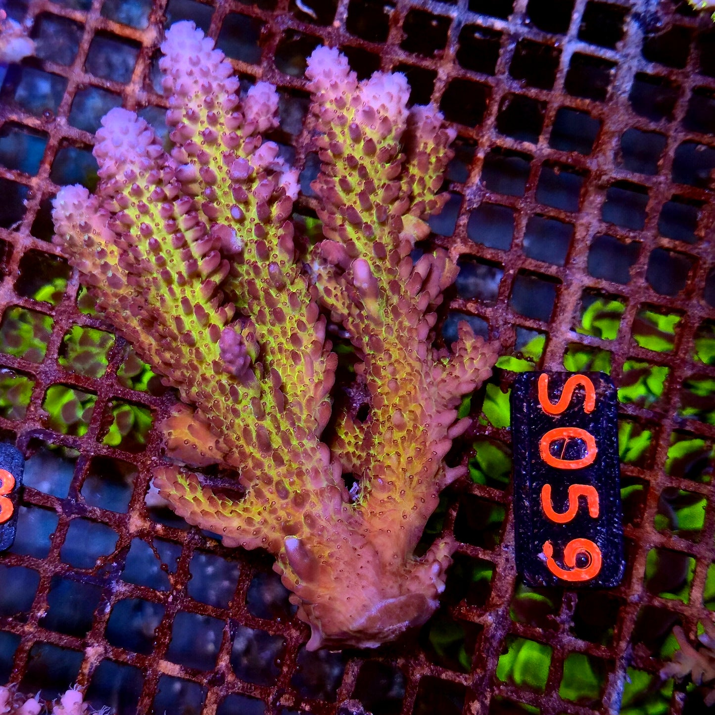 Australian SPS S059