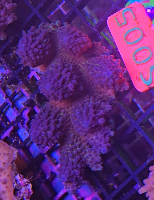 Australian SPS Colony S005p
