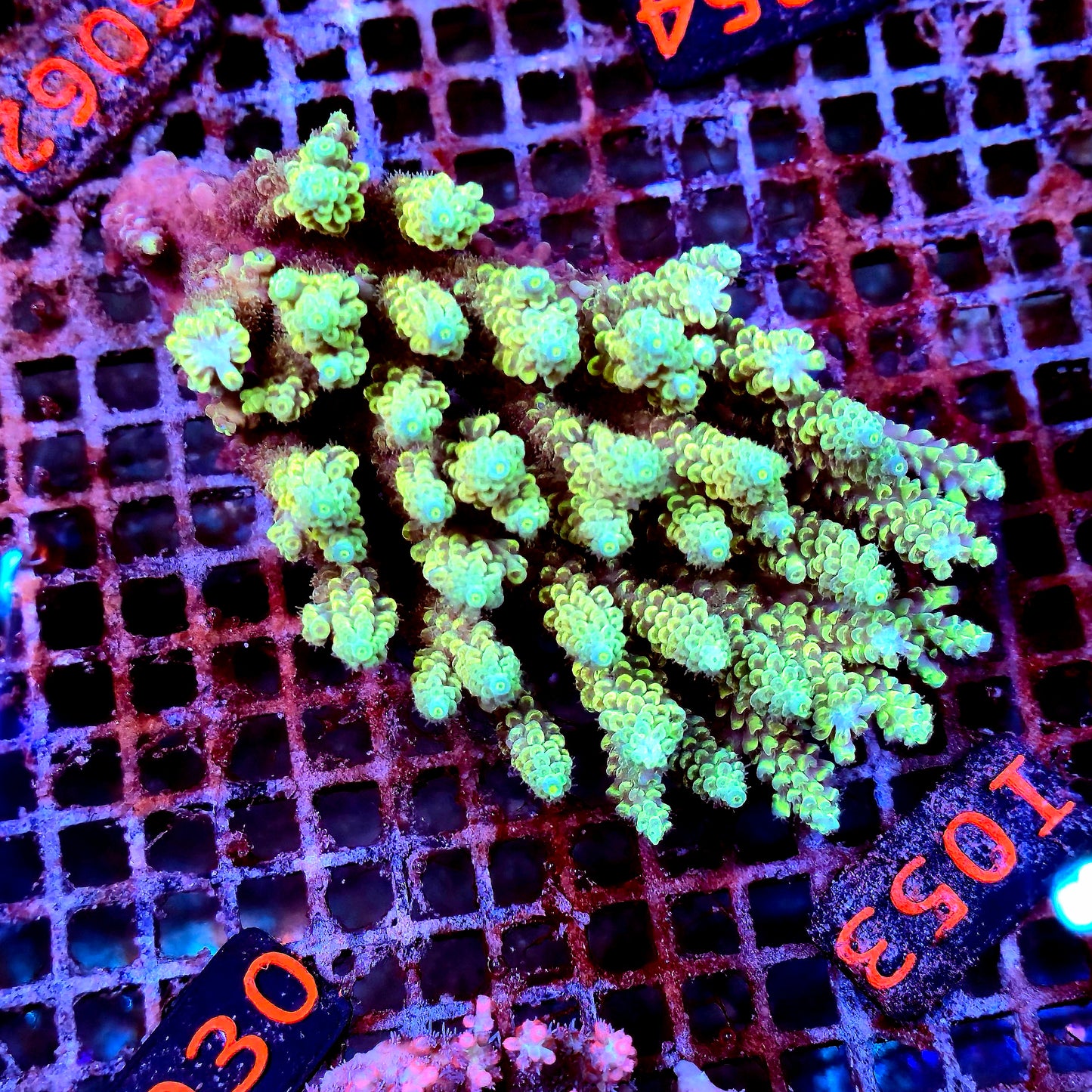 Australian SPS I053