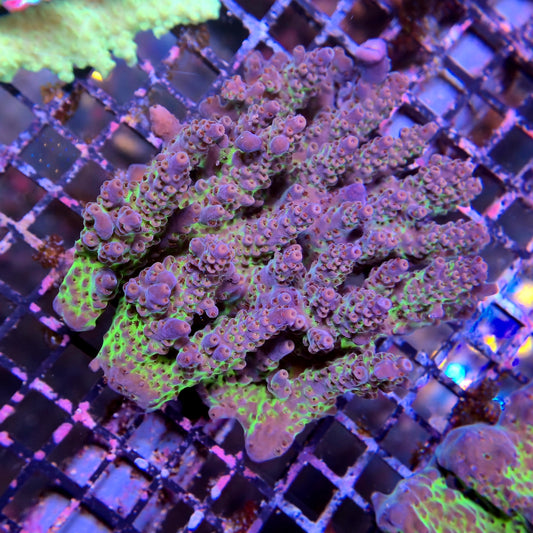 Aussie SPS Colony - Coral Farm Kuwait