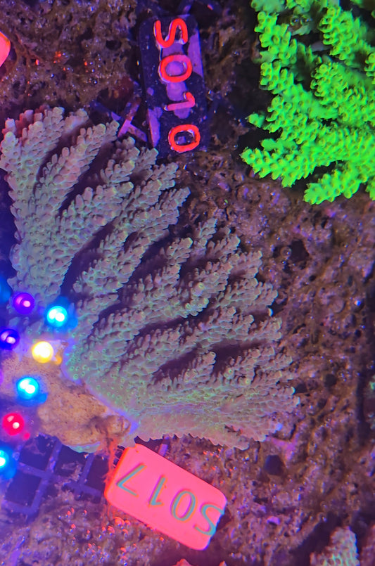 Australian SPS Colony S017pg