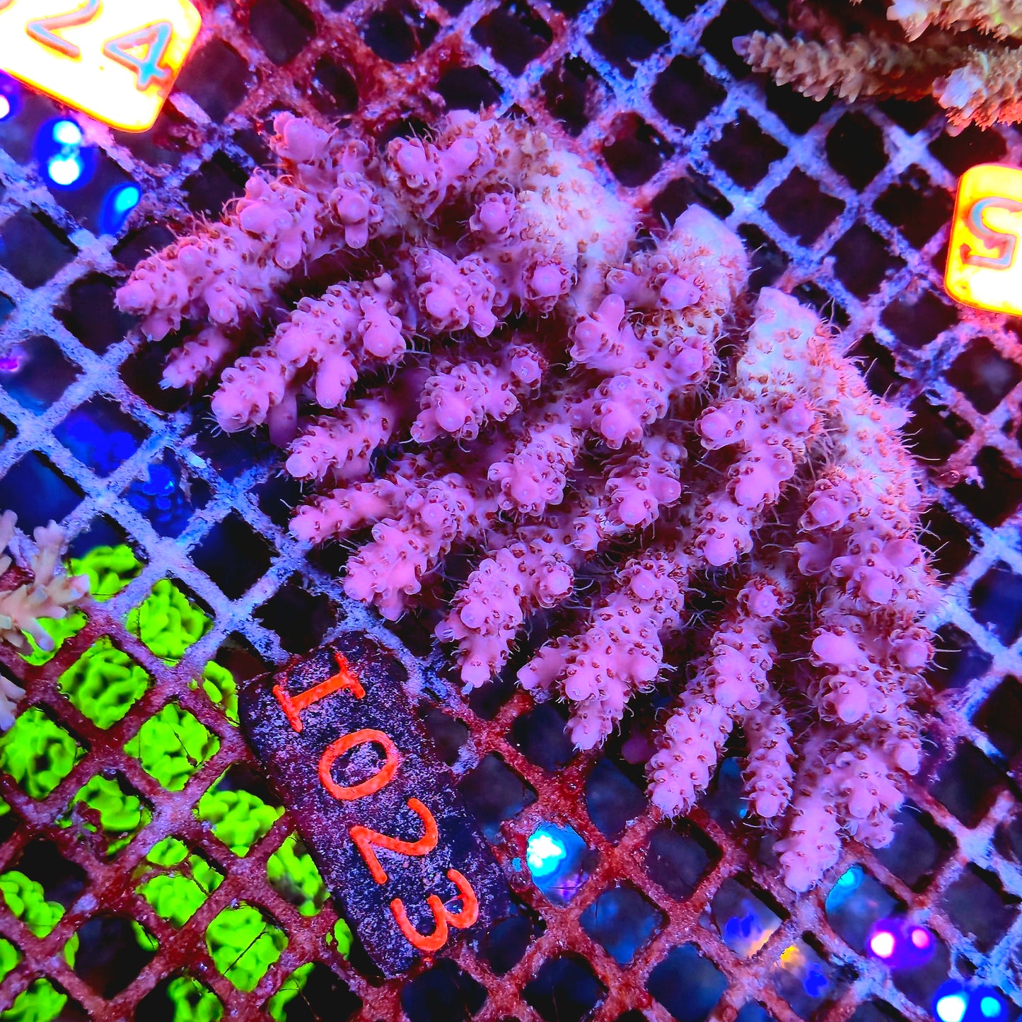 Australian SPS I023