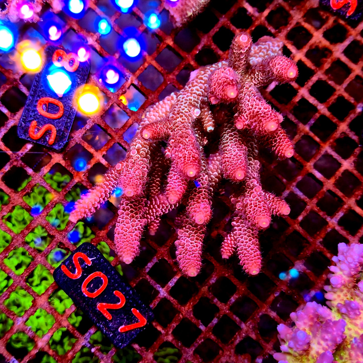Australian SPS S027