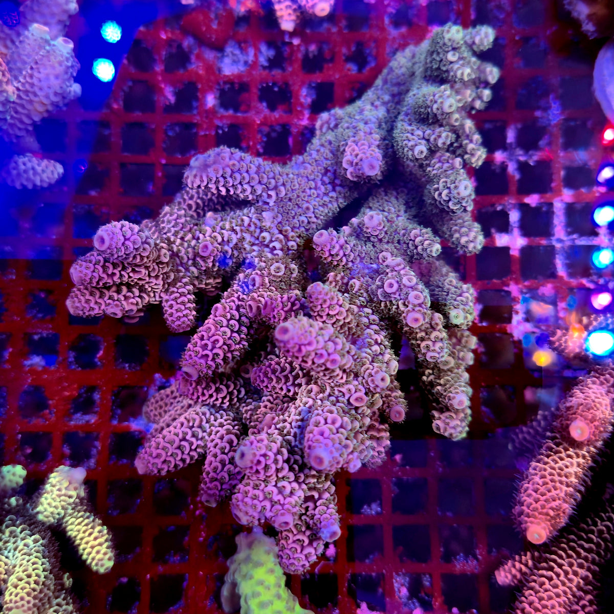 Australian Acropora Spathulata Colony C9