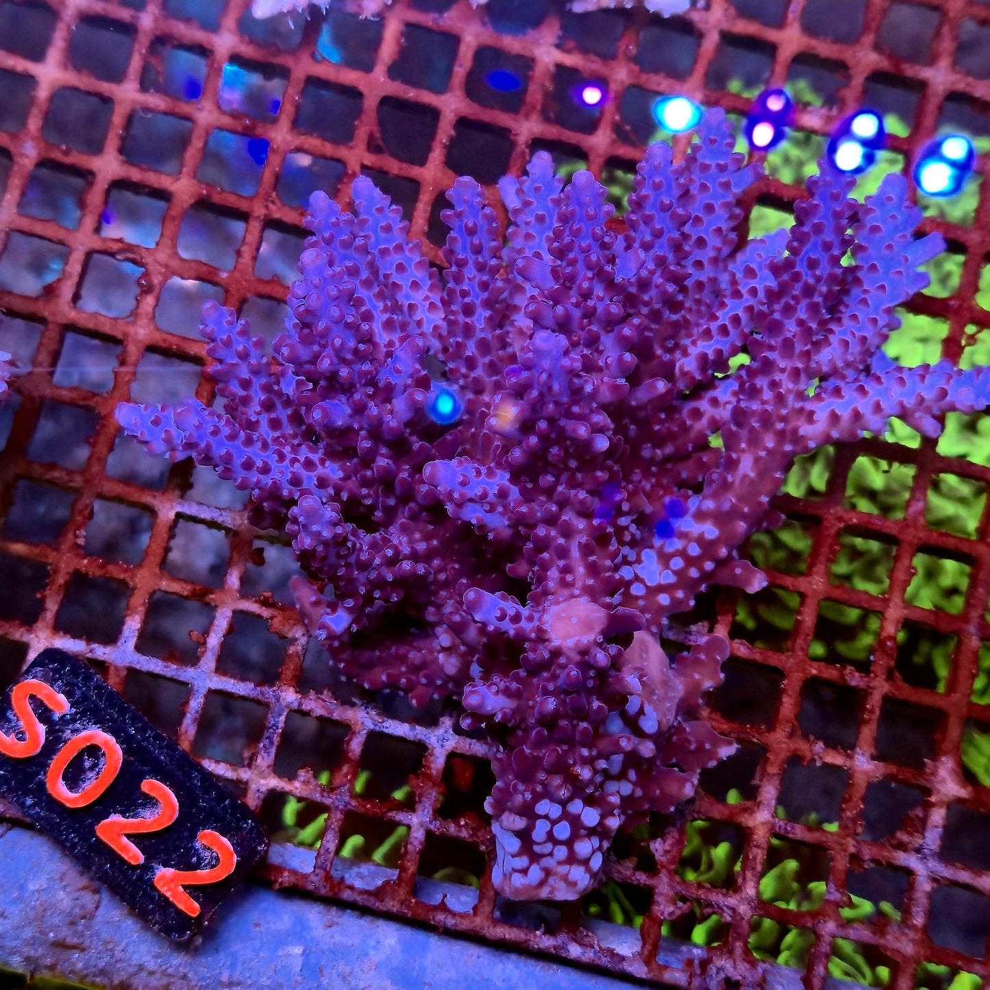 Australian SPS S022