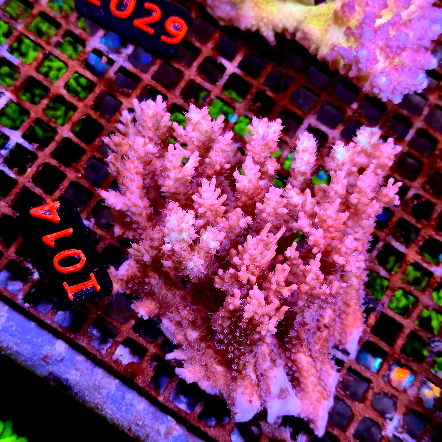 Australian SPS I014 SBSS