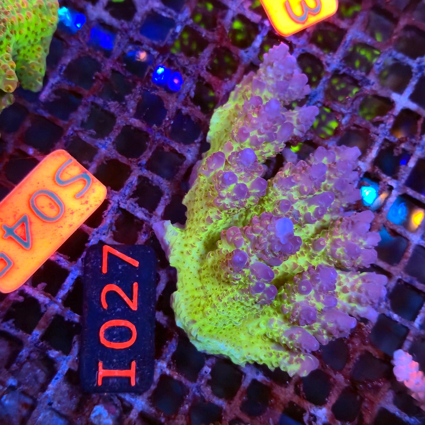 Australian SPS I027