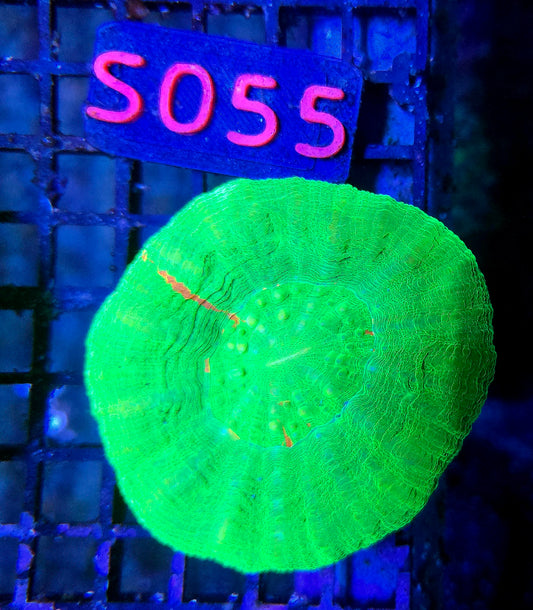 Scolymia Australis s055