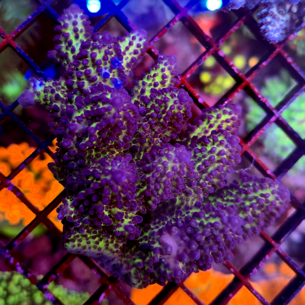 Australian Acropora Colony B4