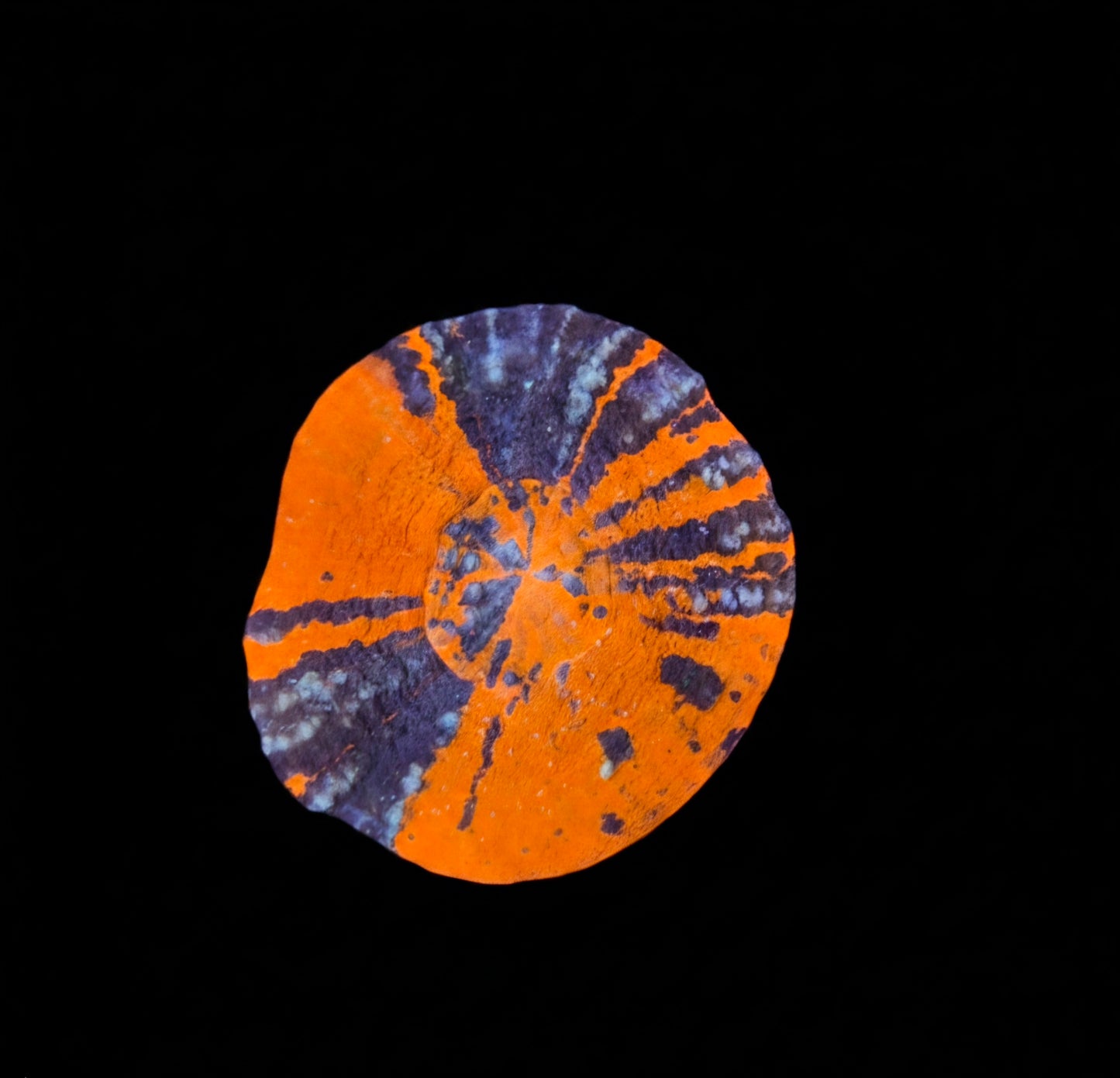 Scolymia Australis