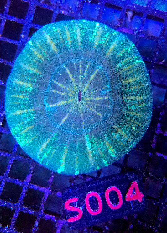Scolymia Australis S004