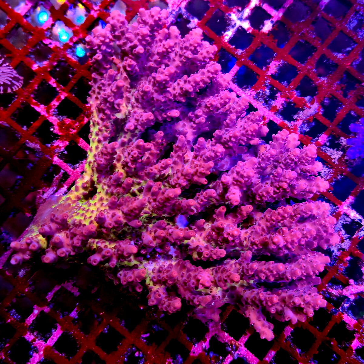 Australian Acropora Colony A15