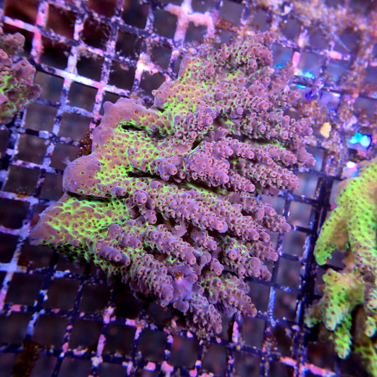 Aussie SPS Colony - Coral Farm Kuwait