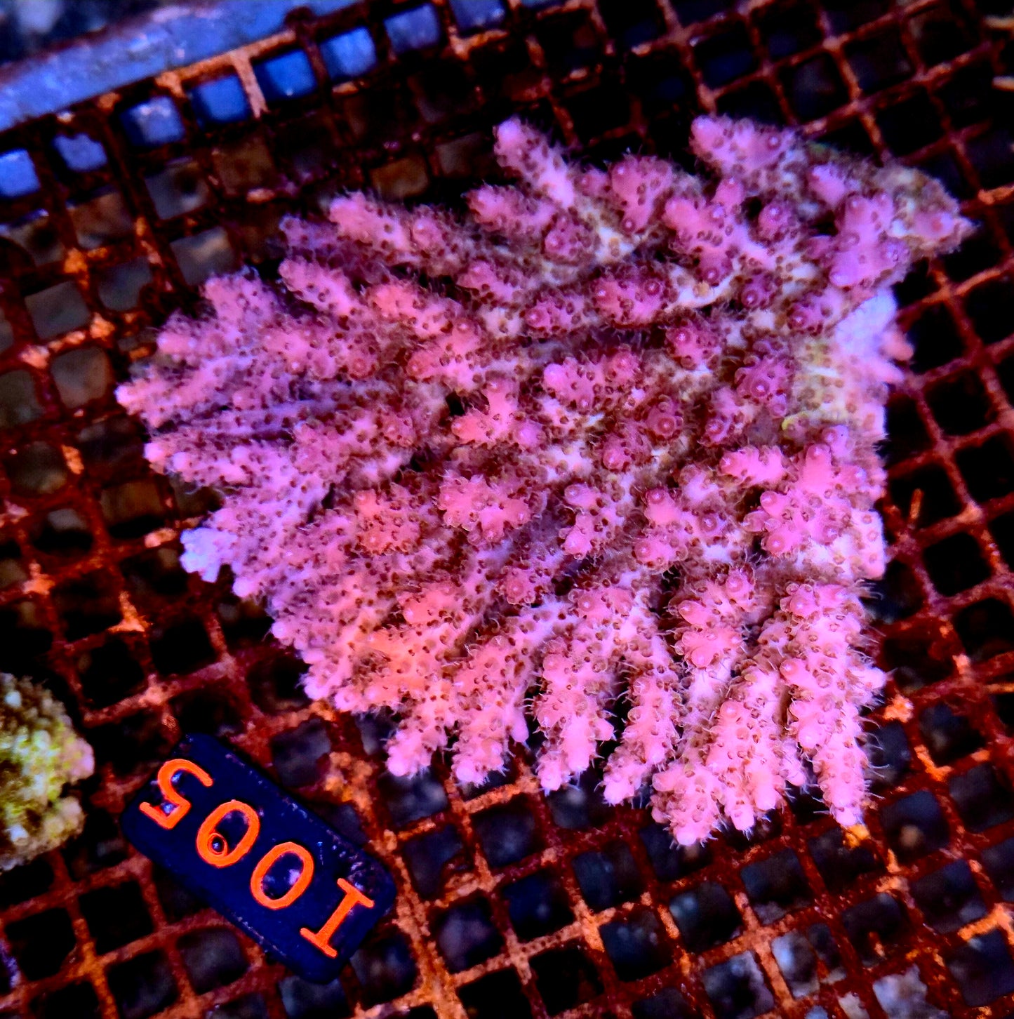 Australian SPS I005