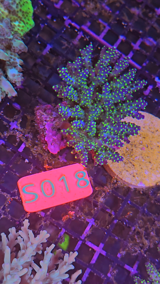 Australian SPS Colony s018p