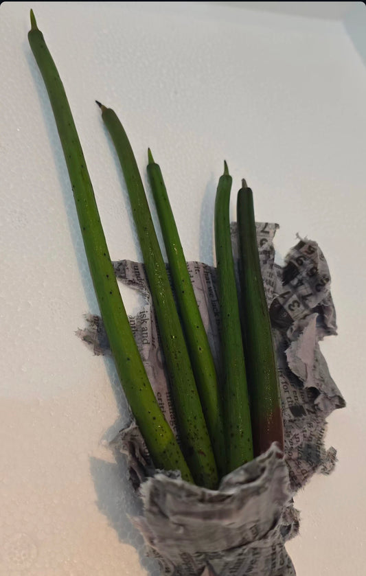 Red Mangrove Plant (no leaves)