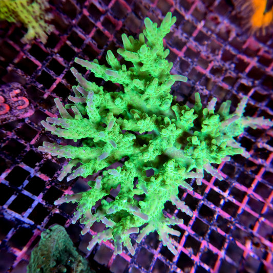 Aussie SPS Colony - Coral Farm Kuwait