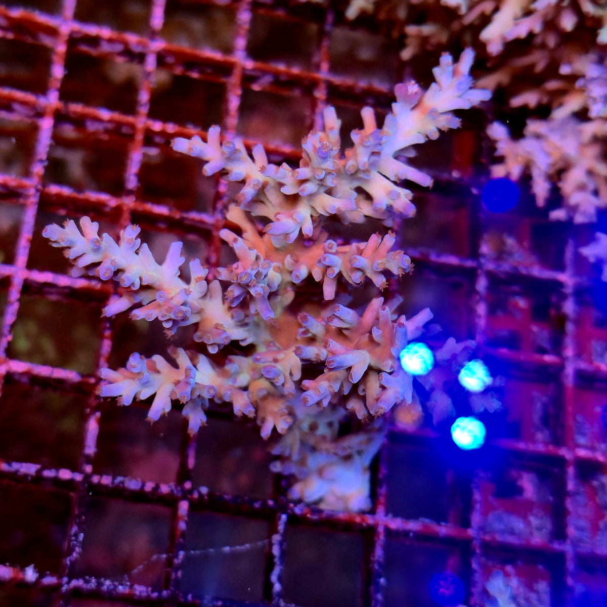 Australian Acropora Echinata Ice Fire Colony B19