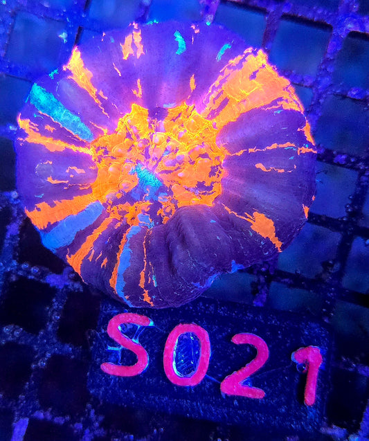 Scolymia Australis s021
