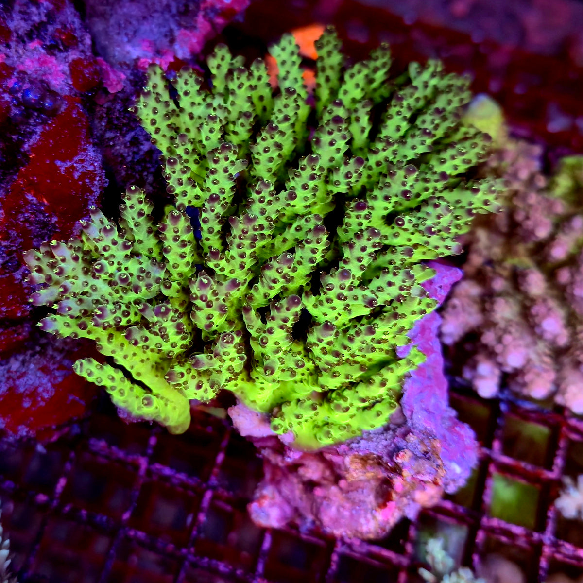 Australian Acropora Colony B19