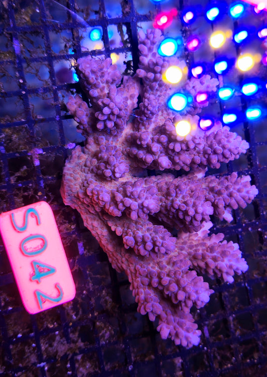 Australian SPS Colony S042p