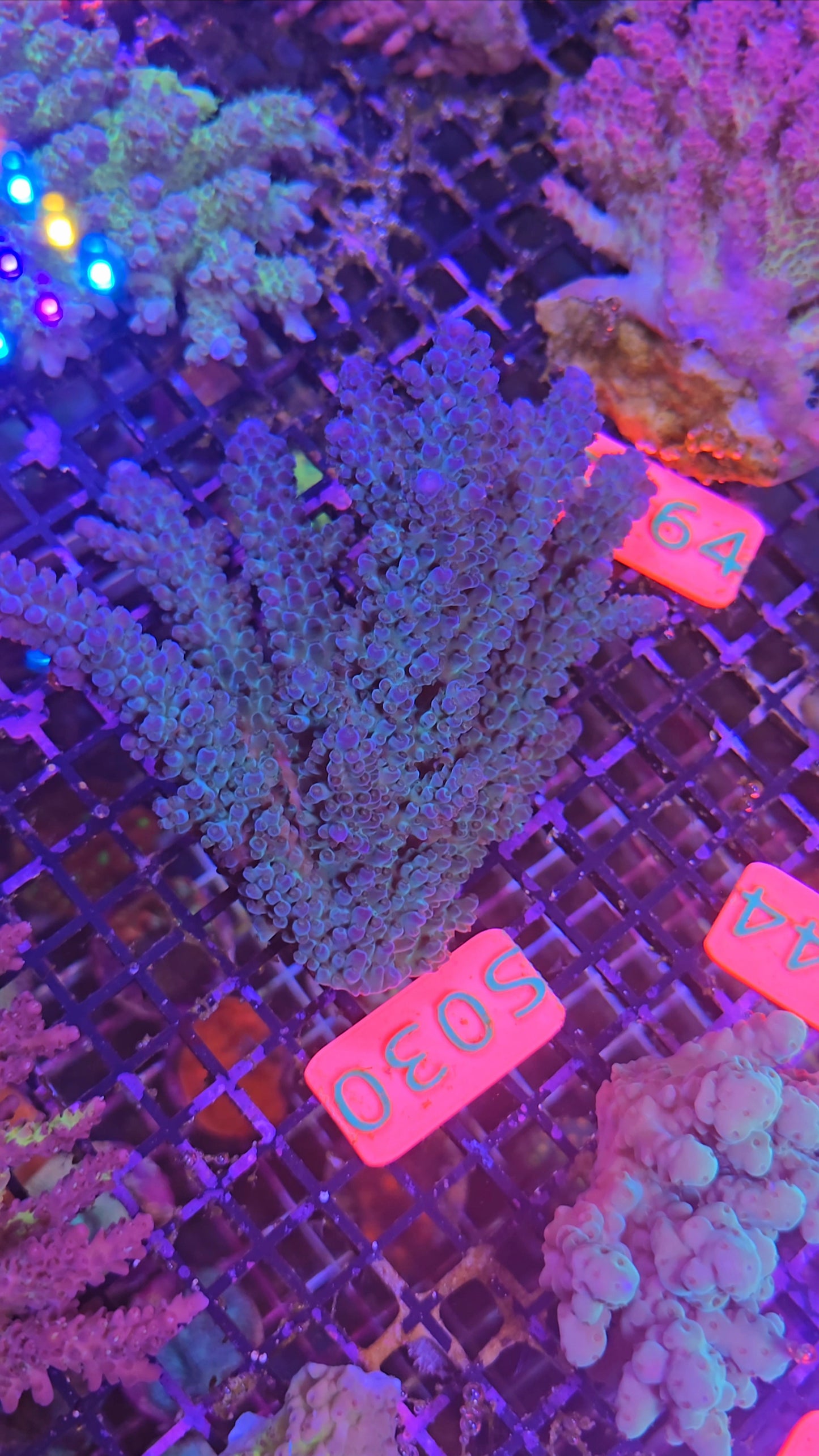 Australian SPS Colony s030p