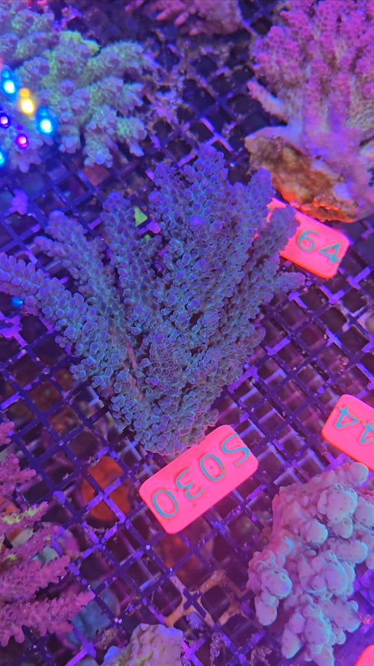 Australian SPS Colony s030p