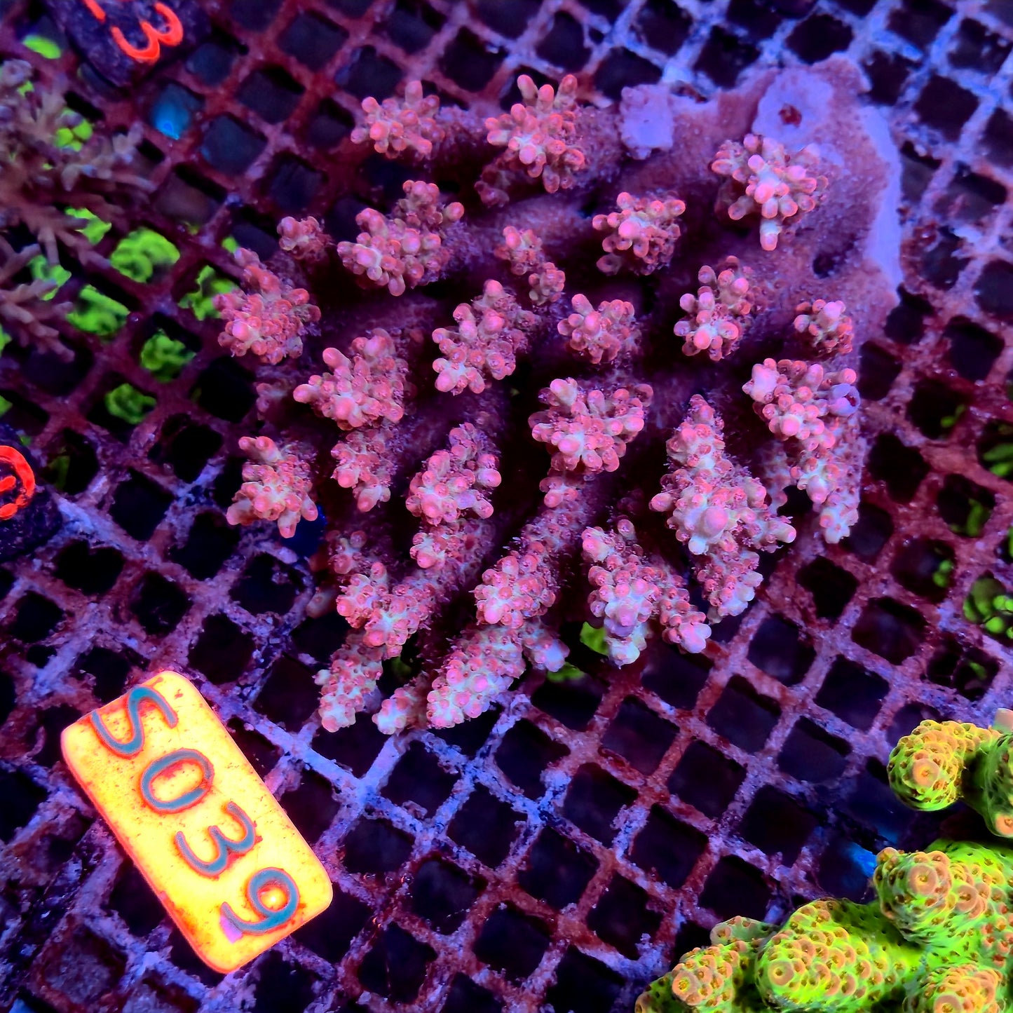 Australian SPS S039 SBSC