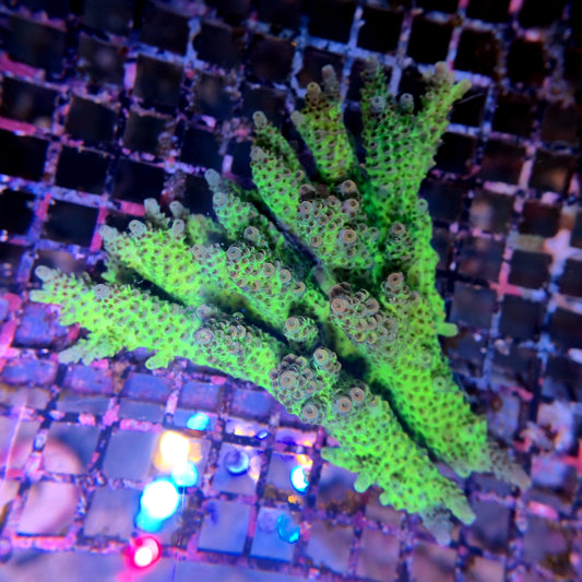 Aussie SPS Colony - Coral Farm Kuwait