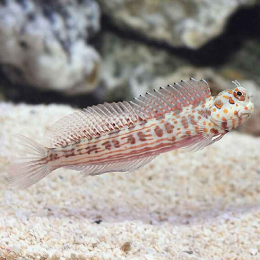 Jewelled Rockskipper - Salarias fasciatus