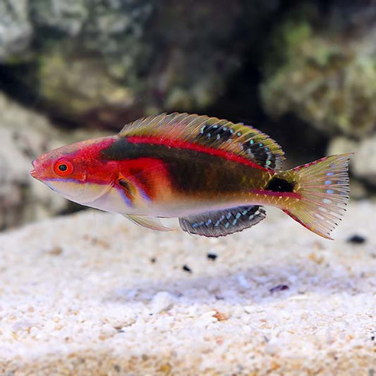 Exquisite Fairy Wrasse - Cirrhilabrus exquisitus