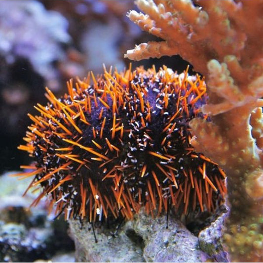 Multicolored Urchin - Tripneustes sp